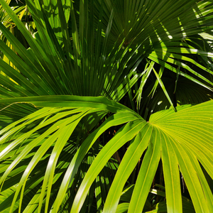 藤村美枝子在线视频
